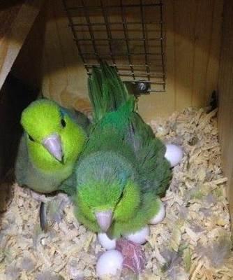 太平洋鹦鹉最爱吃的食物有哪些,如何鉴别太平洋鹦鹉的