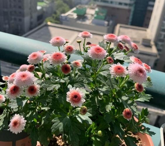 养花就盆栽此款小米菊,珠玉之卵,好活漂亮,春秋冬均能