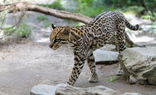 绝迹20多年后,连云港再现野生豹猫,难道是地球生物在循环?