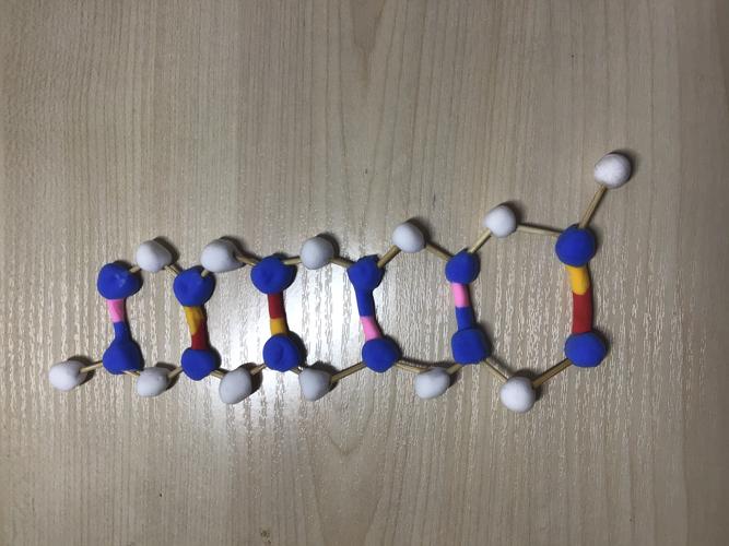 高一172班生物dna模型制作