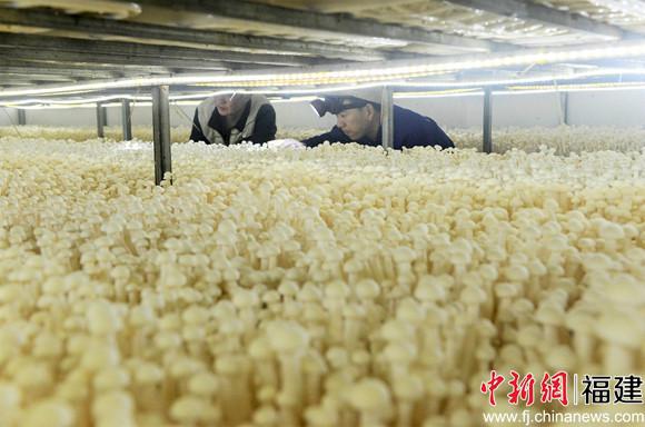 (记者 吕巧琴 叶茂)福建宁德市古田县是全国最大的食用菌主产县,春节