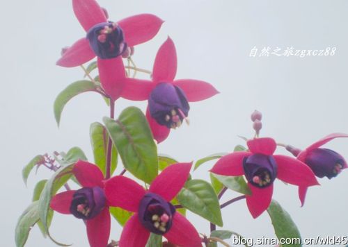 原创:好看的灯楼花【田野随拍5】