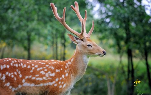野生梅花鹿图片-动物壁纸-高清动物图片-第7图-娟娟