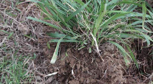 用40种野生食材煲出鲜美靓汤,乡下这些天然煲汤辅料你