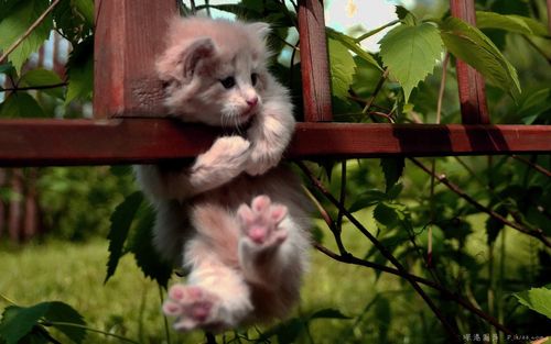 可爱猫咪动物主题桌面壁纸