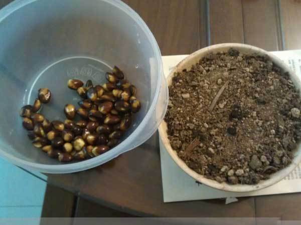 枇杷种子催芽发芽出苗图片