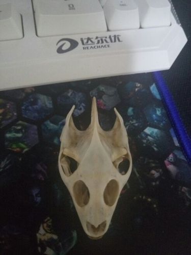 甲鱼头骨简笔画