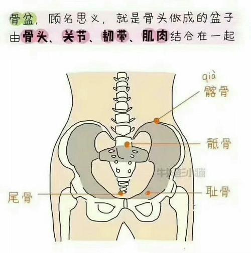 骨盆是什么?