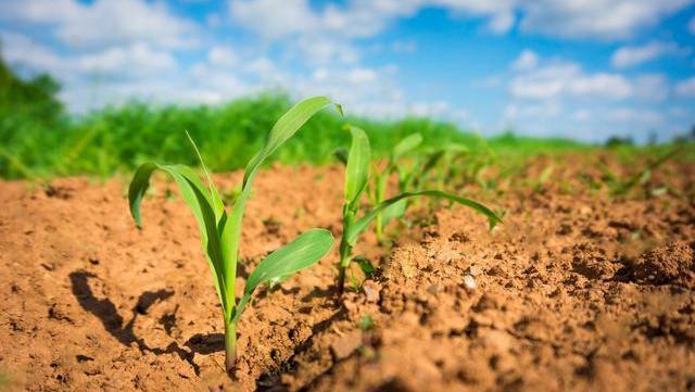 种植玉米,控旺的时候能不能加入杀虫剂?用对方法,省力,高效