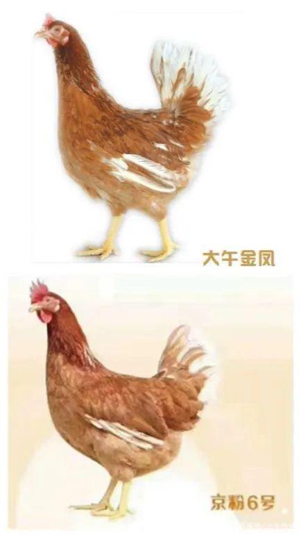 "大午金凤"和"京粉6号"对照图