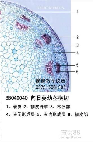 鑫鑫教学主营:生物切片,标本制作等(向日葵幼茎横切)