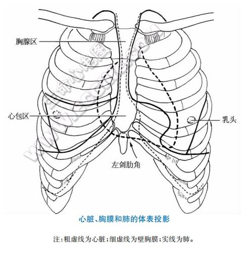 图心脏的体表投影