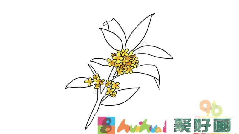 桂花的简笔画步骤,桂花简笔画图片大全,桂花简笔画儿童画