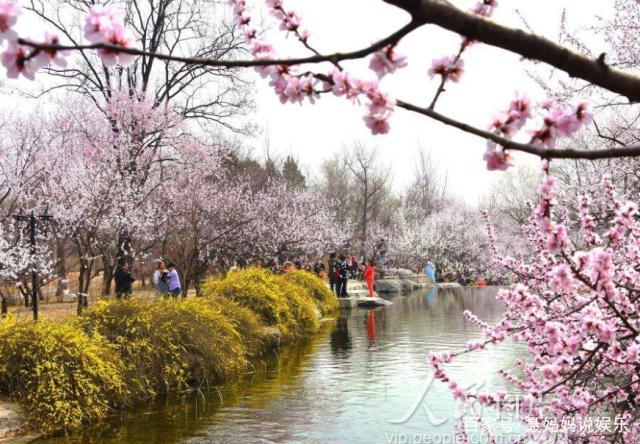 实拍北京植物园——桃花节,桃花争艳,来拍照的美人也争艳
