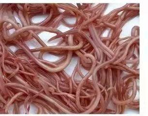 肺线虫,学名叫:后圆线虫病;是白色或乳白色的丝状,所以人们都叫肺丝虫