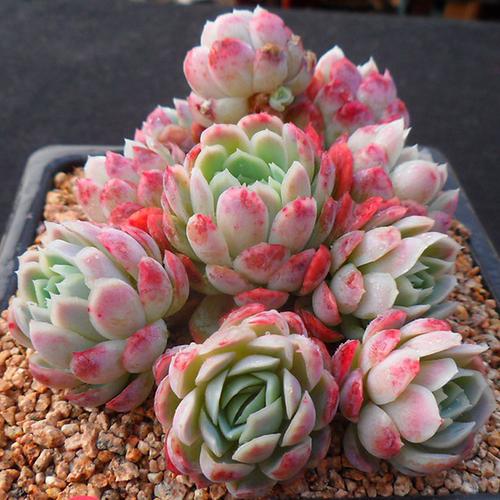 日系冰梅多肉绿植园艺盆栽多肉花卉v绿植办公室防辐射植物稀有贵货