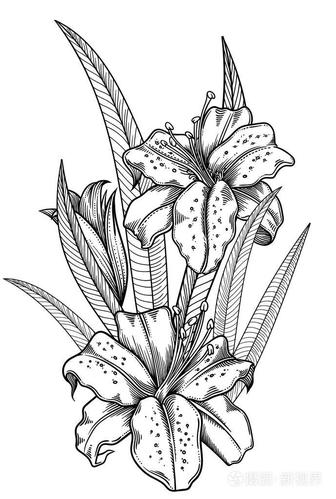 百合线条艺术的粗略风格.