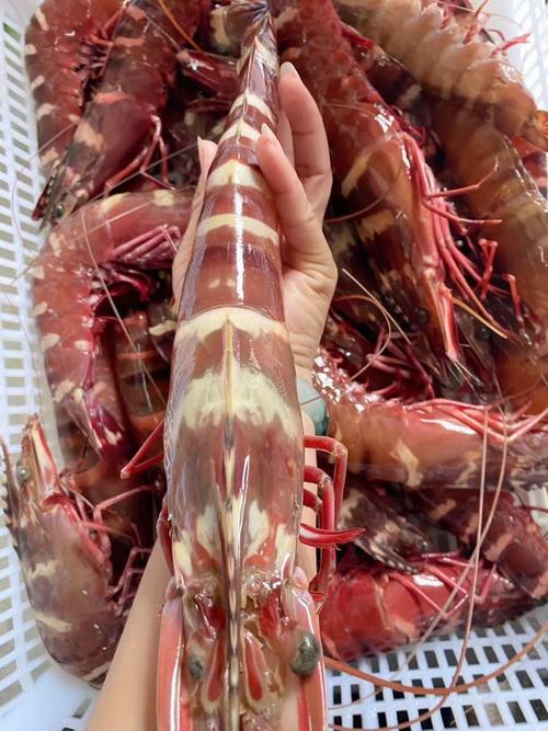 大虎虾,大鬼虾,大红脚虾,大斑节虾,大红脚虾