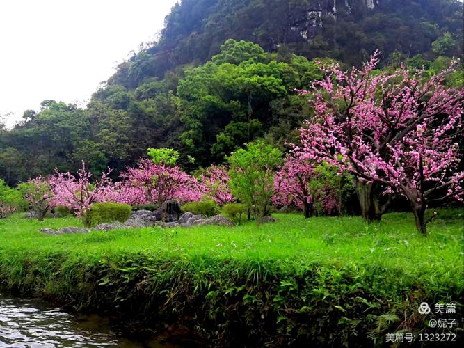 梦入桃花源
