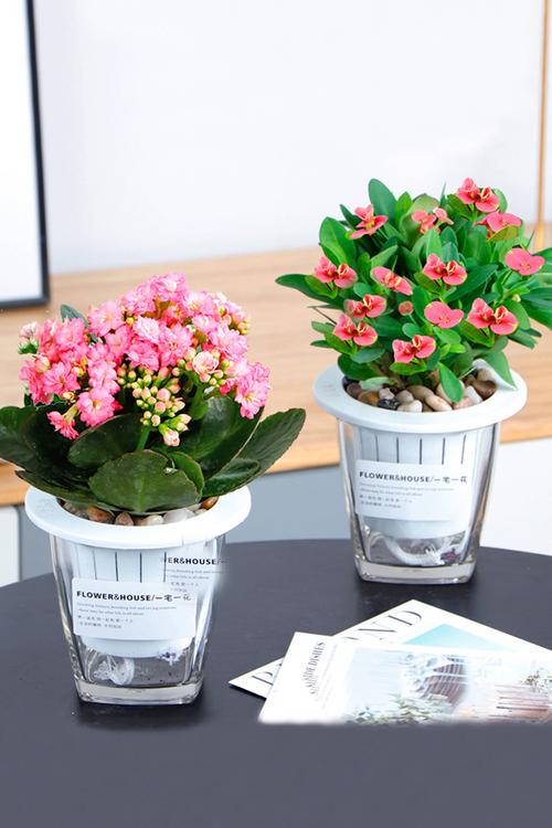 花卉盆栽多肉植物含盆栀子花绿萝水培植物盆栽花卉绿植室内盆景绿植