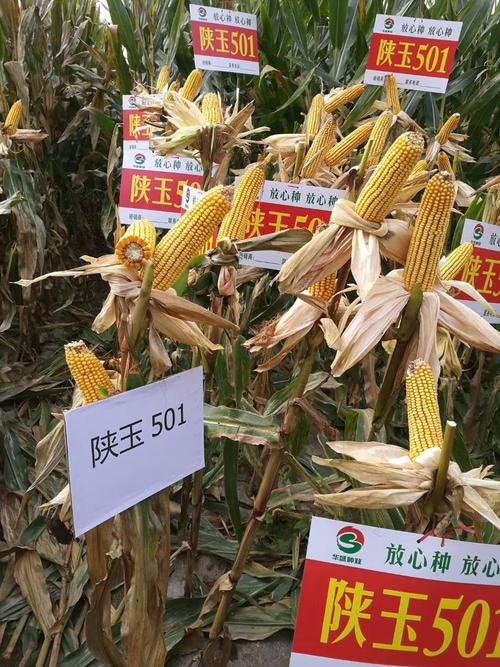 陕玉501玉米品种是众多玉米种子里的明星种子,望大家多多关注!
