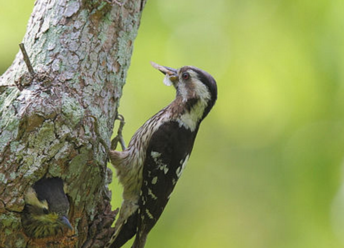 小啄木鸟