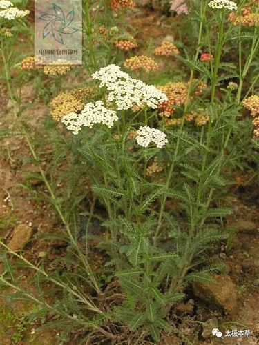 别名一支蒿,一苗蒿,锯草,蜈蚣蒿.