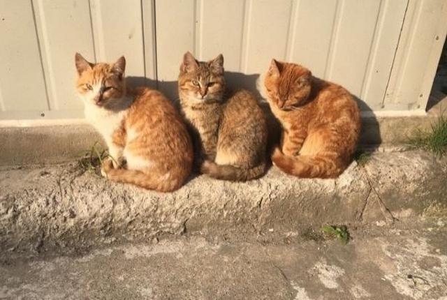 女生宿舍楼下的三只猫咪排队晒太阳,第四只猫咪的反应