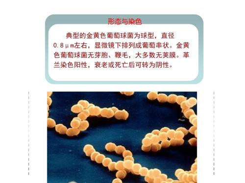 金黄色葡萄球菌.pptx 14页