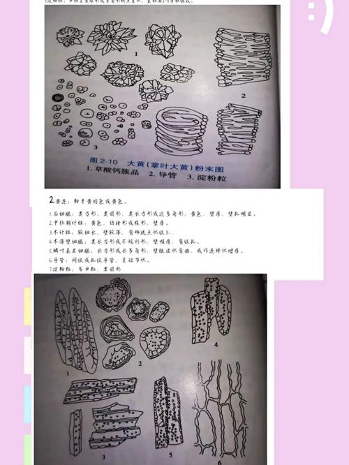 中药显微鉴定_中药_医疗健康_医疗药品