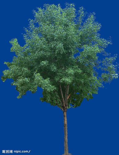 南平白蜡价格多少钱