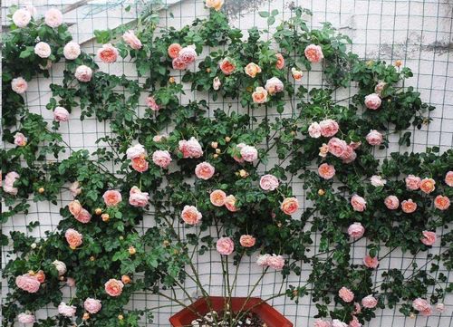 原创蓝妖:藤本月季秋季修剪与牵引的3点建议