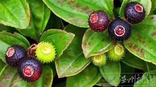 降血糖降血脂的中草药地稔的作用和功效降血糖俗称乌山茄