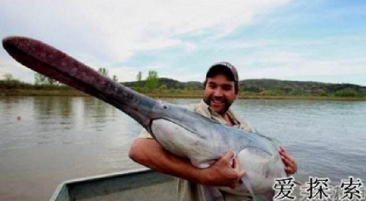 意外钓获水中大熊猫该怎么办身长几米的它如今面临濒危灭绝