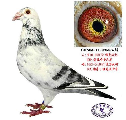 信鸽名称:凡龙银影家族——-银色之星