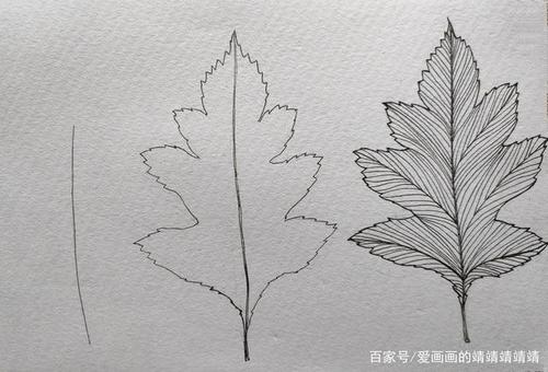 简单线描植物手绘练习,一大波叶子绘画过程合集一看就会画系列