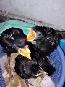 黑八哥幼鸟宝宝活体无锡本地出产幼八哥健康鸟包活12天左右送饲料