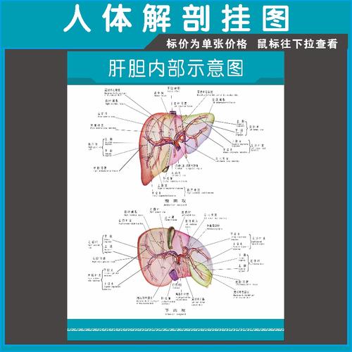人体内脏系统展板宣传海报肝胆的结构挂图医院文化装饰墙贴挂画14