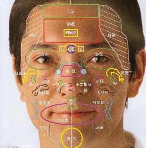 面部全息图面部五脏六腑反射区图