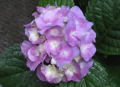 臭绣球花的养殖方法合适的土壤和温度很重要