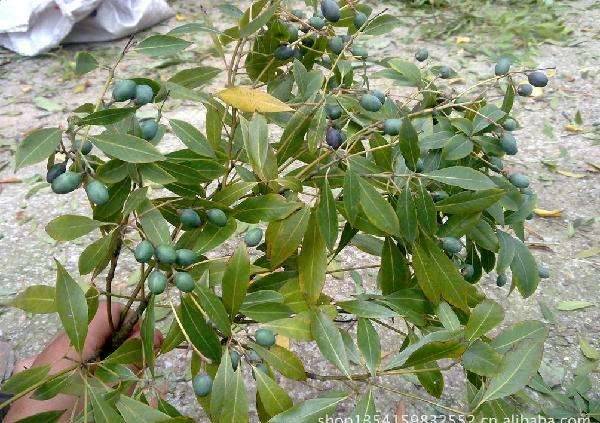 请注意旁边的树叶和果子,看看能不能判断.