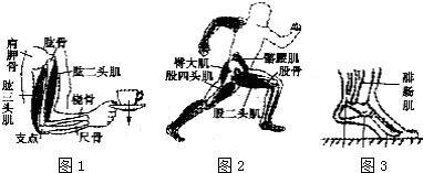 关于人身上的杠杆 人身上有206块骨头,其中有许多起着