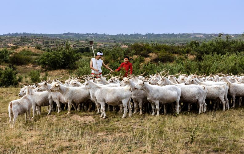 走进陕北一一 枣花香,明长城遗址,建安城堡,五哥放羊!