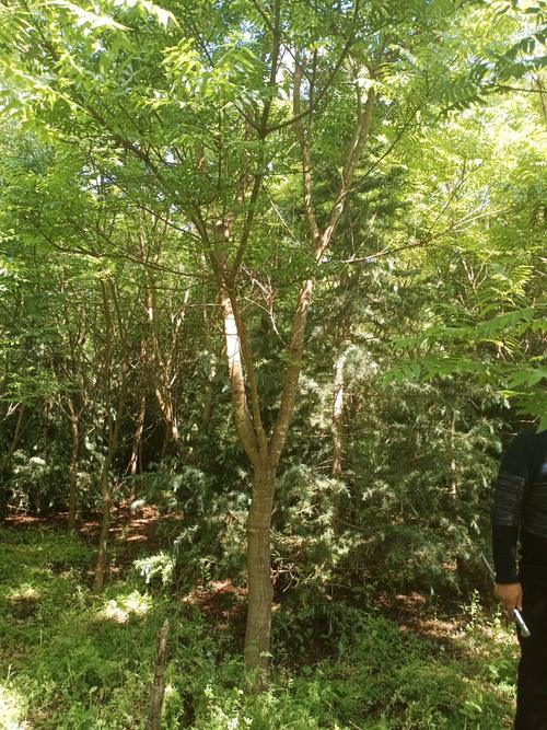 黄连木5到40公分