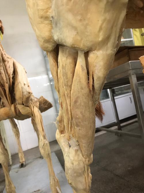 塑化牛的后肢肌肉_比目鱼