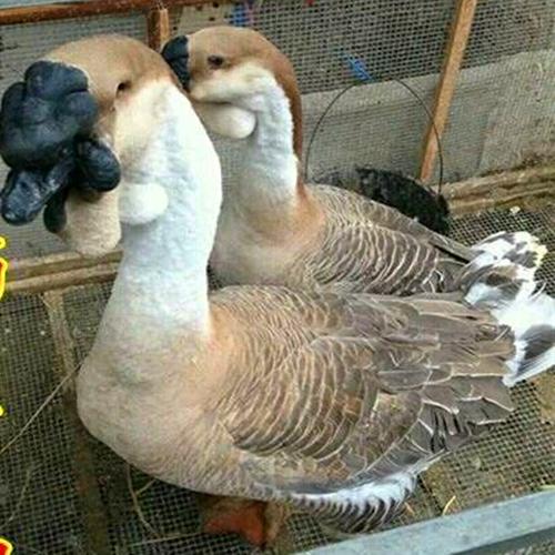 无锡哪里有狮头鹅孵化场 狮头鹅种苗多少钱一只