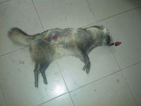 狈 是什么样的 求图 哪个动物园有