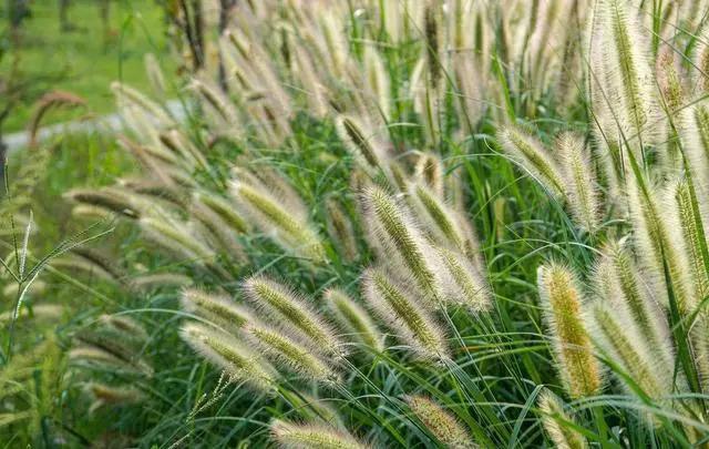 狼尾草,前面的课程也介绍过,禾本科,多年生草本(跟狗尾草最大的区别就