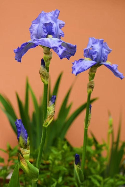 鸢尾花一年仅开一次花,但花期结束后,我总是无法忘记鸢尾花在春风中