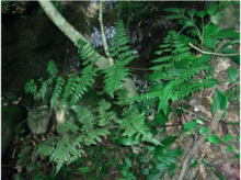 骨碎补属_百度百科